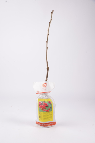 Черешня Поэзия h90 см