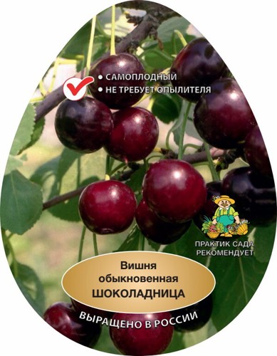 Вишня Шоколадница h220 см - фото 2
