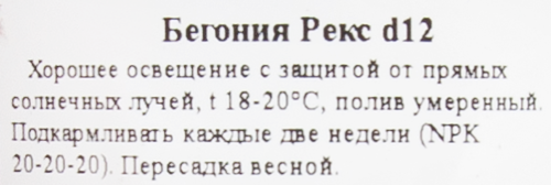 Бегония рекс ø12 h25 см - фото 3