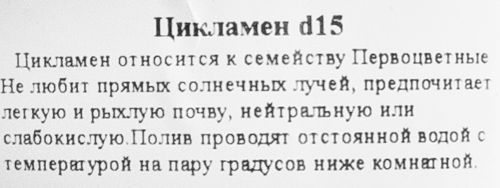Цикламен ø15 h30 см - фото 3