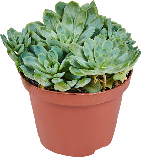 Суккулент микс 10.5x10 см - фото 7