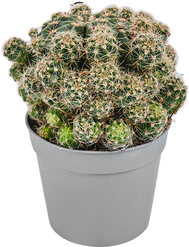 Кактус микс 6.5x10 см - фото 6