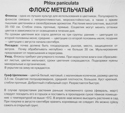 Флокс метельчатый Граф цеппелин луковица I - фото 3