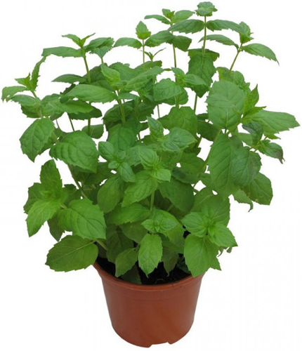 Пряно-вкусовые растения ø11 h25 см