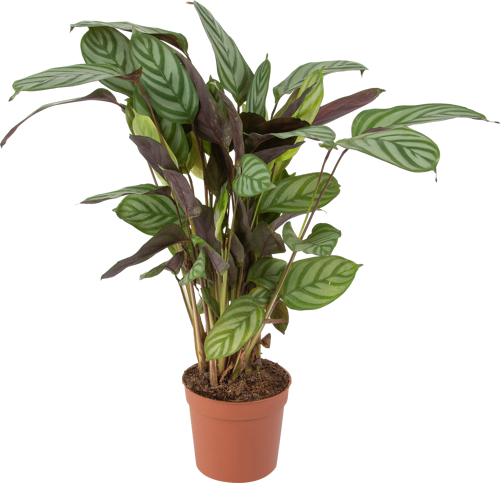 Ктенанта Бурле маркси ø12 h15 см