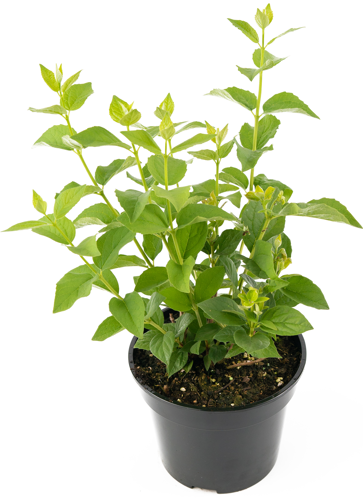 Чубушник венечный h35-55 см - фото 3