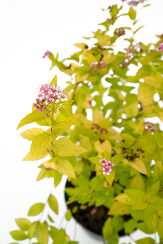 Спирея японская Golden Princess ø19 h35-55 см - фото 2