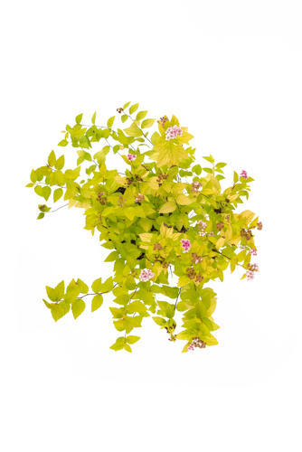 Спирея японская Golden Princess ø19 h35-55 см