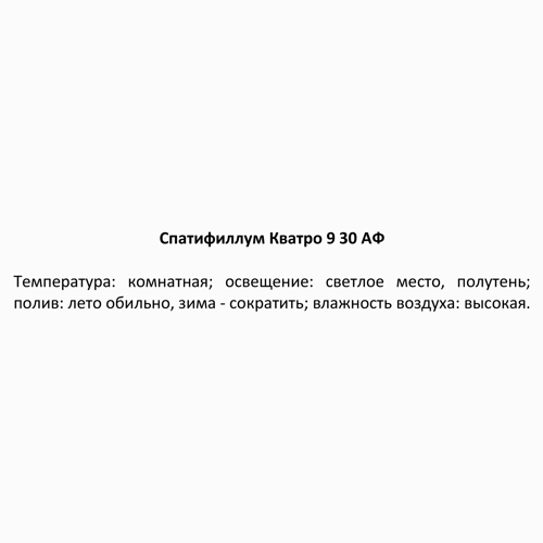 Спатифиллум Кватро ø9 h30 см - фото 4