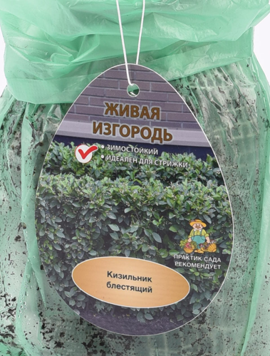 Кизильник Блестящий ø9 h39 см (3 шт)