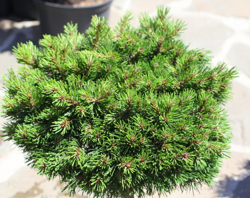 Сосна горная Грюне Велле h20 - 40 см - фото 2