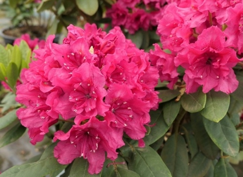 Рододендрон микс h50