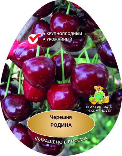 Черешня Родина сетка h150 см