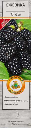 Ежевика Тонфри короб h35 см