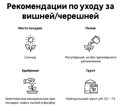 Вишня Дерево сад Жуков/ Шоколадница/Десертная Морозовой h150 см - фото 3