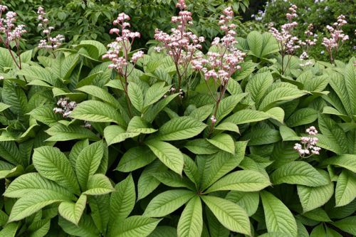 Роджерсия перистая Ди Гмунд ø20 h50 см