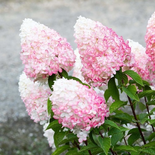 Гортензия метельчатая Пинк Энд Роуз ø30 h30 см