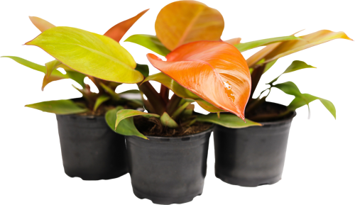 Филодендрон ø10.5 h8 см