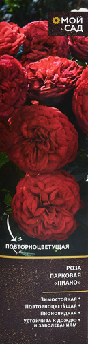 Роза парковая микс ø9.2 h36 см