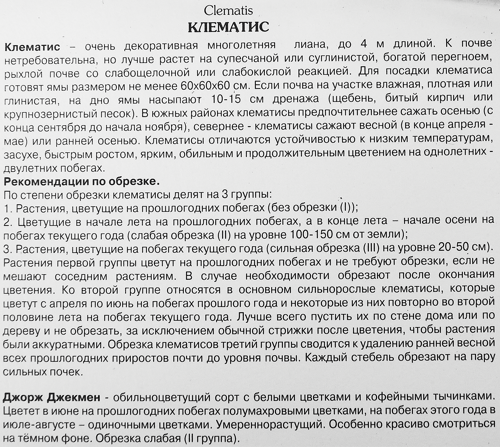 Клематис крупноцветковый Джордж Джекмен ø5 h10 см - фото 3