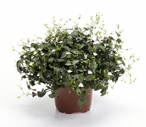 Традесканция Приречная ø12 h25 см