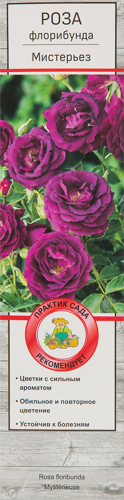 Роза флорибунда Мистерьез в тубе Поиск Инвест
