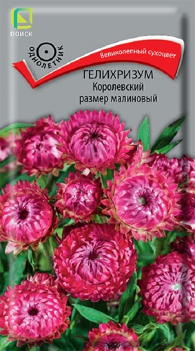 Семена цветов гелихризум Королевский размер малиновый