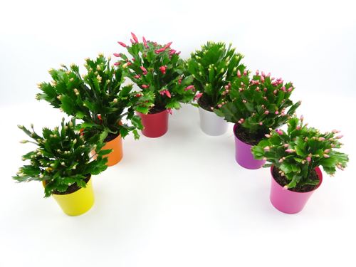 Шлюмбергера Декабрист ø10.5 h30 см