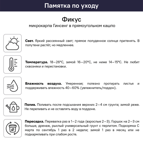 Фикус Микрокарпа Гинсенг в кашпо ø12 h15 см - фото 2