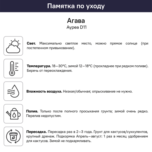 Агава Ауреа ø11 h6 см - фото 2