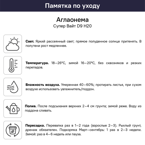 Аглаонема Супер Вайт ø9 h20 см - фото 6