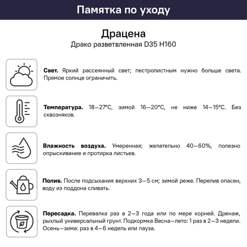 Драцена Драко разветвленная ø21 h160 см - фото 4
