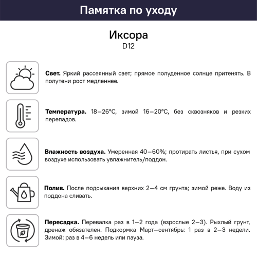 Иксора ø12 h30 см - фото 5