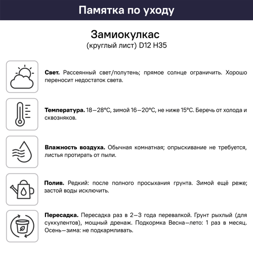 Замиокулькас круглый лист ø11 h35 см - фото 5