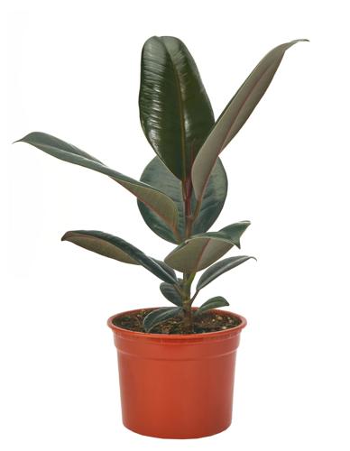 Фикус Эластика ø12 h30 см