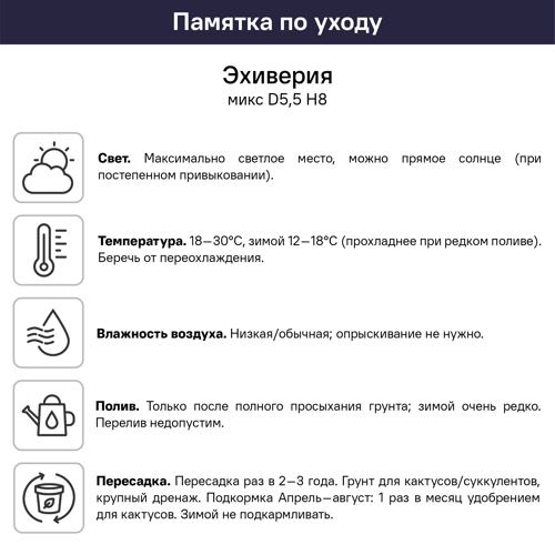 Эхеверия микс ø5.5 h8 см - фото 4