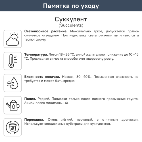 Суккулент микс ø5.5 h15 см - фото 4