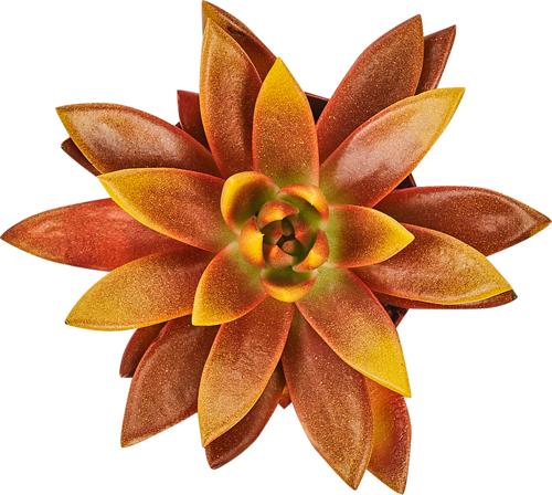 Эхеверия Миранда Рэйнбоу микс ø8.5 h9 см - фото 2