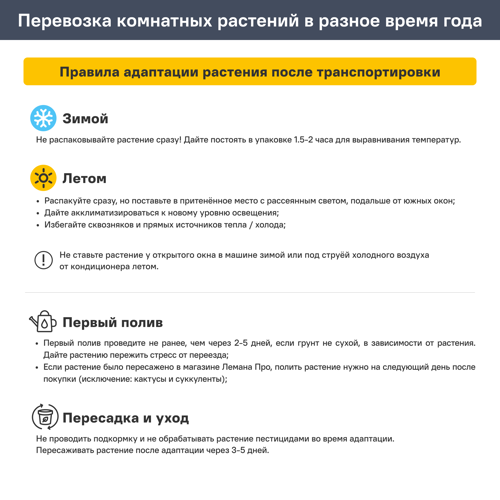 Суккулент микс ø5.5 h15 см - фото 6