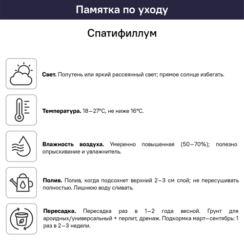 Спатифиллум Свит Лауретта ø21 h90 см - фото 2