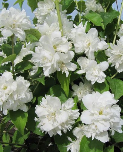 Чубушник Казбек ø20 h30 - 40 см